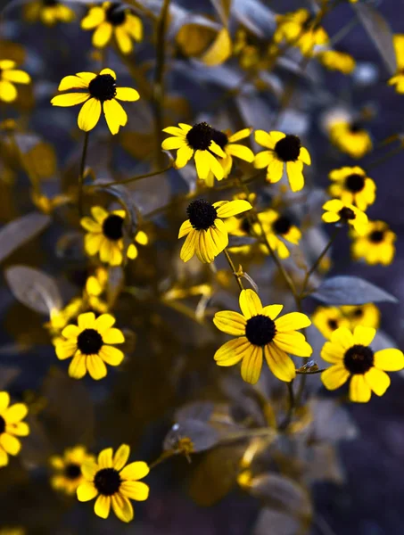 Rudbeckia triloba, de perto — Fotografia de Stock