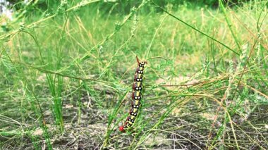 Hyles euphorbiae caterpillar çim bir sap üzerinde