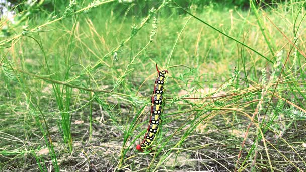 Hyles euphorbiae caterpillar on a stalk of grass — Stock Video