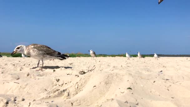 Kudde van meeuwen op de oever — Stockvideo