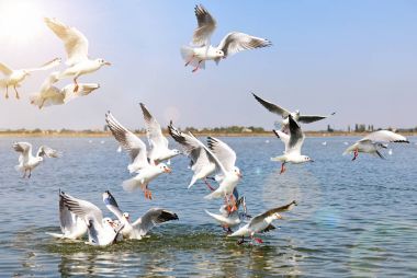 akın deniz deniz yüzey üzerinde uçan martı 