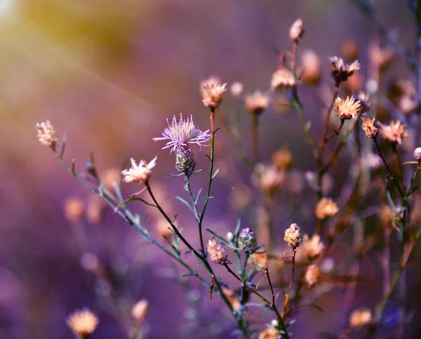 Arbusto Aciano Centaurea Jacea Pradera Con Flores Secas Florecientes Tarde —  Fotos de Stock