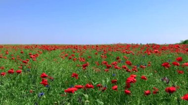 Kırmızı çiçekli haşhaş ve yeşil kaynaklanıyor 