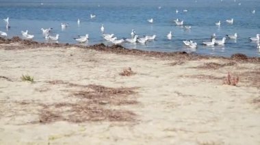  Deniz su üzerinde yüzen ve su yüzey üzerinde uçan martı sürüsü