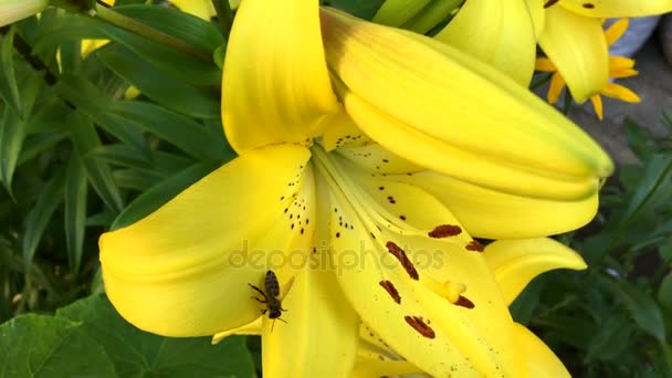 Бджола збирає нектар на жовтій квітучій лілії — стокове відео