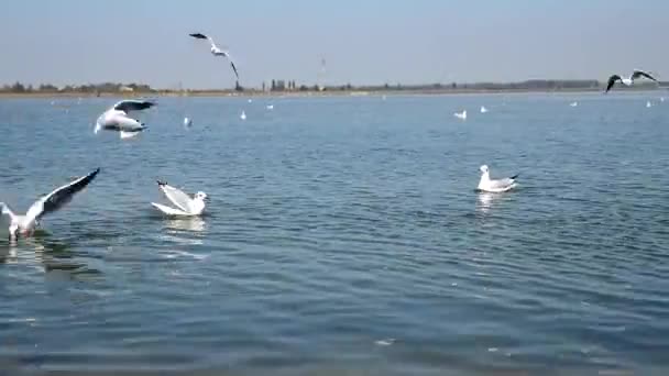 Troupeau de goélands marins flottant sur l'eau et volant au-dessus de la surface de l'eau — Video