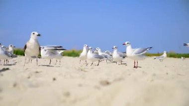 Beyaz martı sürüsü kumlu deniz kıyısı yürür 