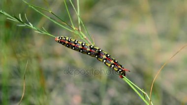 Hyles euphorbiae caterpillar çim bir sap üzerinde