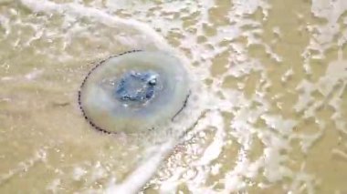 Beyaz denizanası deniz kumlu bir plaj üzerinde dışarı atmış