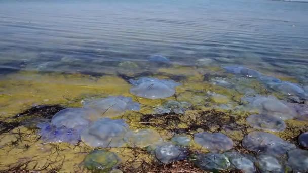 På stranden ligga döda maneter efter en storm — Stockvideo