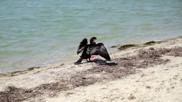 Zwarte Aalscholver staat op de zanderige kust van de Zwarte Zee — Stockvideo