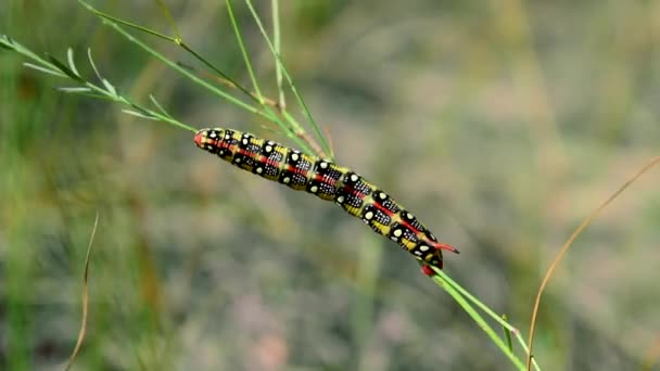 Hyles euphorbiae caterpillar на стебле травы — стоковое видео