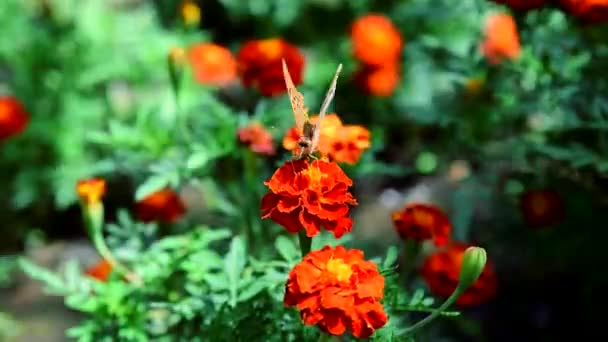 Vlinder verzamelt nectar op een bloeiende Goudsbloem — Stockvideo