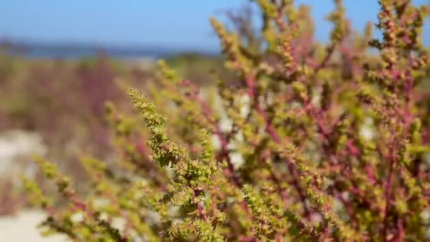 Arbusto verde em um dia de verão — Vídeo de Stock