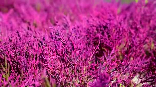 Deniz kıyılarında ağır tuzlu topraklar Salicornia europaea bitki büyür — Stok video