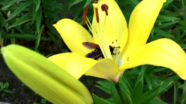 Calabrone siede su un giglio fiorito giallo — Video Stock