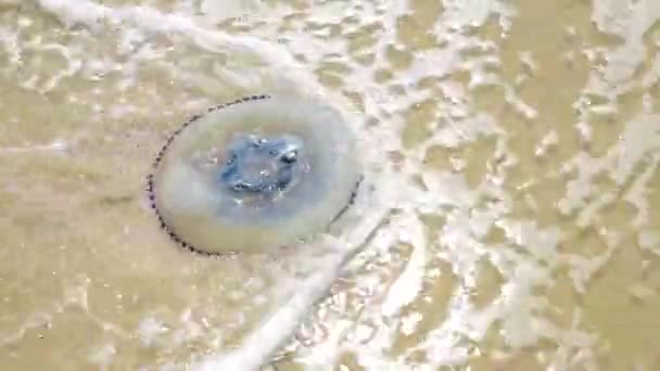 Белая медуза, выброшенная из моря на песчаный пляж — стоковое видео