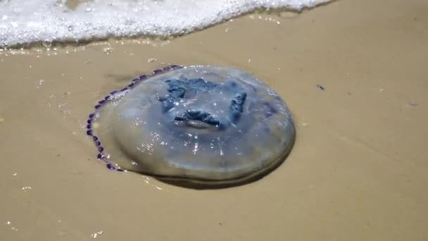 Белая медуза, выброшенная из моря на песчаный пляж — стоковое видео