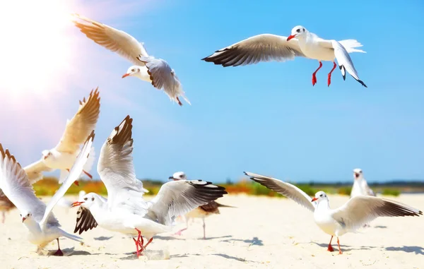 Flock of white sea gulls — Stock Photo, Image