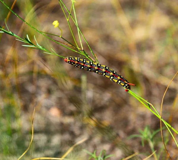 Hyles euphorbiae caterpillar на стебле травы — стоковое фото