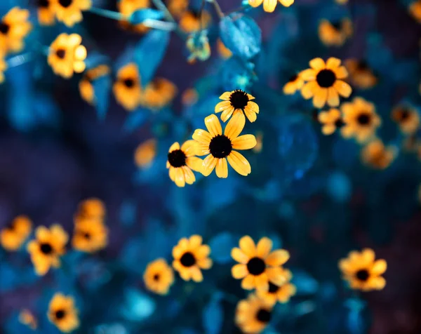 Florescendo flores amarelas Rudbeckia triloba, vista superior — Fotografia de Stock