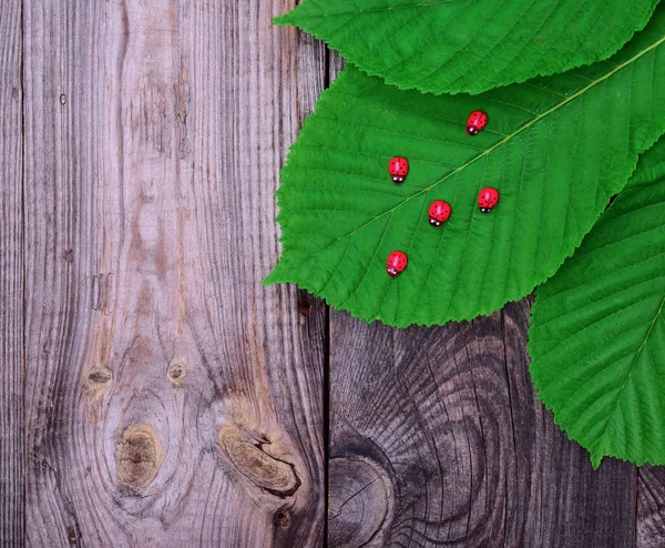 Grünes Blatt einer Kastanie und rote Marienkäfer — Stockfoto