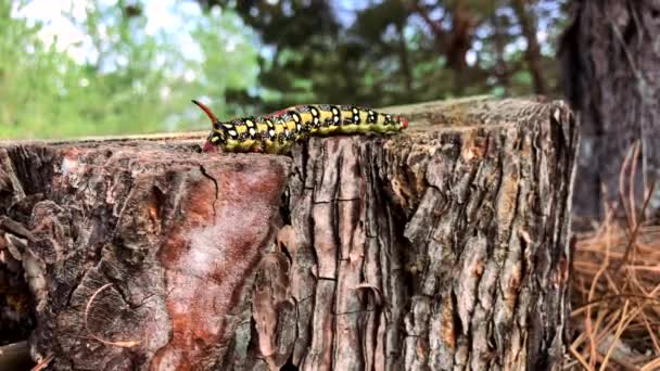 Hyles euphorbiae caterpillar crawling on a tree stump in pine forest — Stock Video