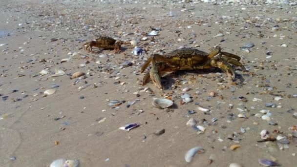 Två krabbor på Svarta havet — Stockvideo