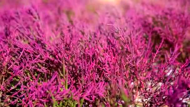 Ağır tuzlu topraklar üzerinde Salicornia europaea bitki büyür — Stok video