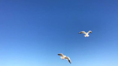Deniz martı gökyüzünde uçmak