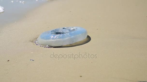 Мертвая медуза выброшена на песчаный берег Черного моря после шторма — стоковое видео
