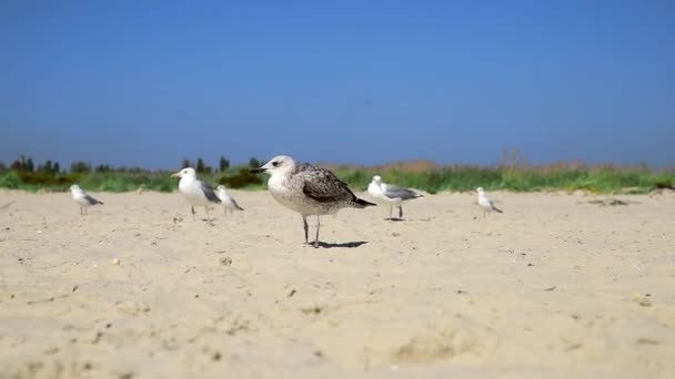 Gaivotas em uma praia de areia — Vídeo de Stock