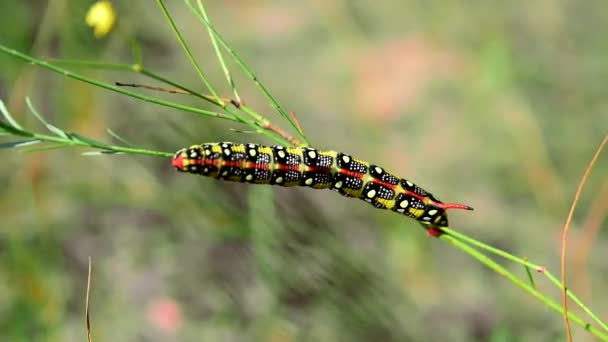 Hyles euphorbiae caterpillar egy száron, fű — Stock videók