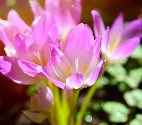 Roze bloei in de stralen van een stralende zon crocus — Stockfoto