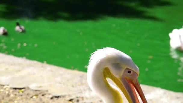Pelikan bir gölet üzerinde beyaz bir yaz gününde, yakın çekim — Stok video