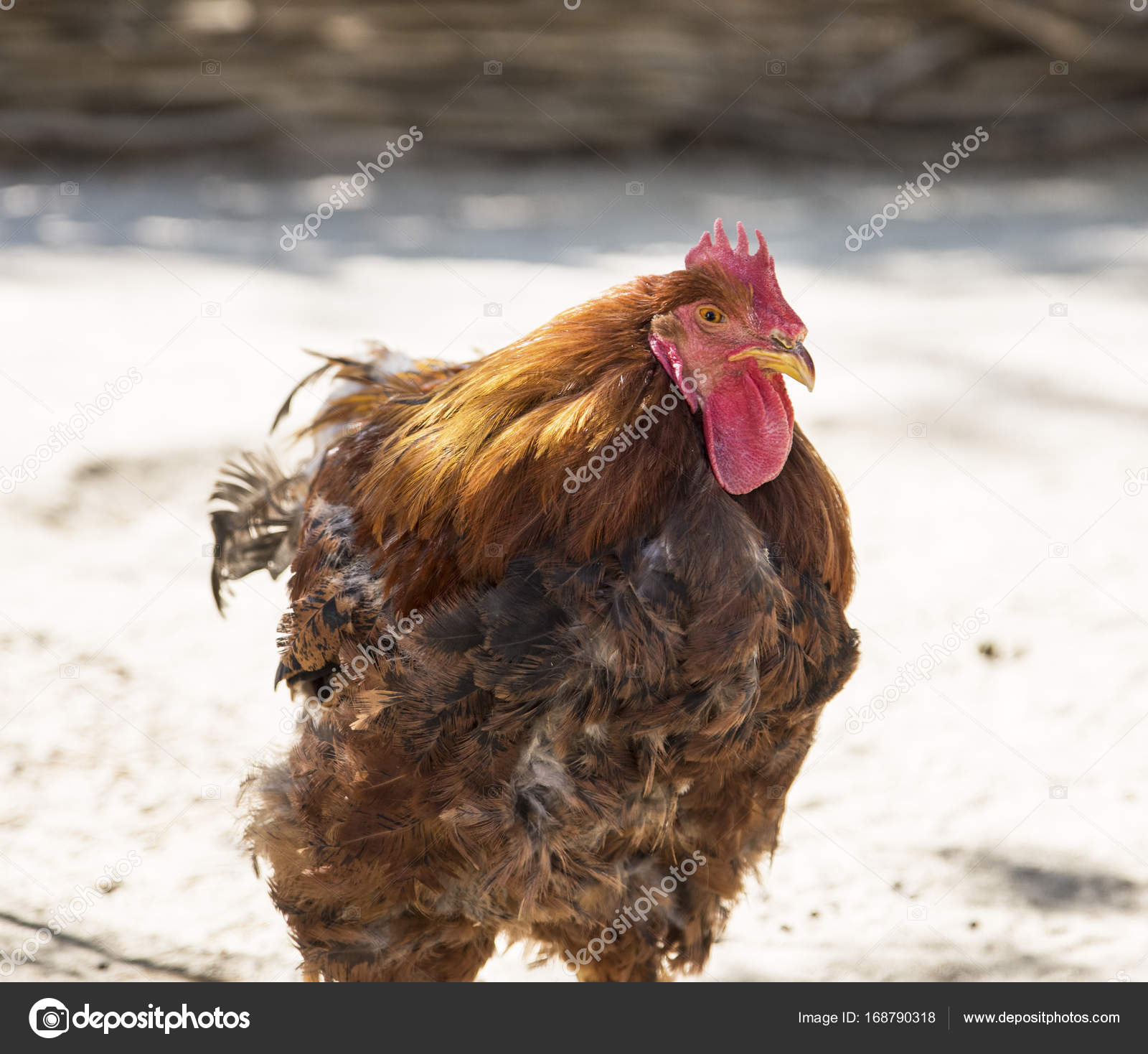 Veľký cockc