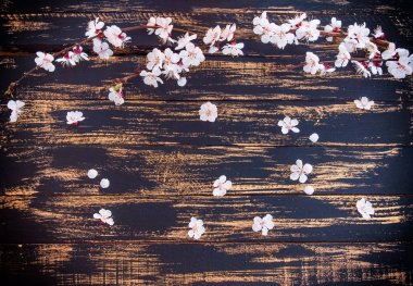 beyaz çiçekli bir çiçek açan kayısı dalı