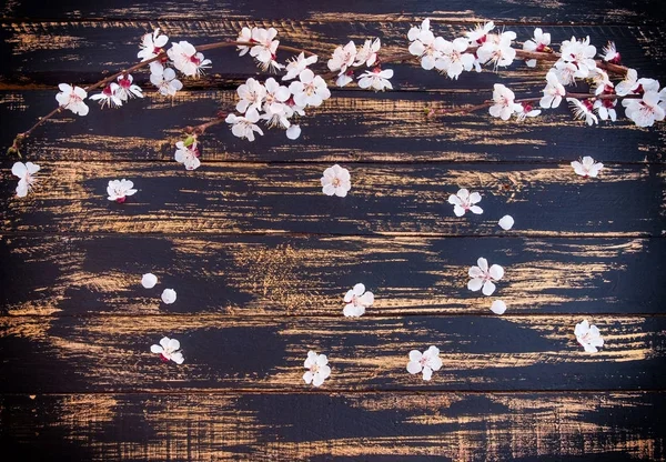 beyaz çiçekli bir çiçek açan kayısı dalı