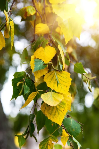노란색과 녹색 잎 백 화 나무의 분 지 — 스톡 사진