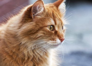 portre, görünüyor bir kırmızı kedi yakın çekim