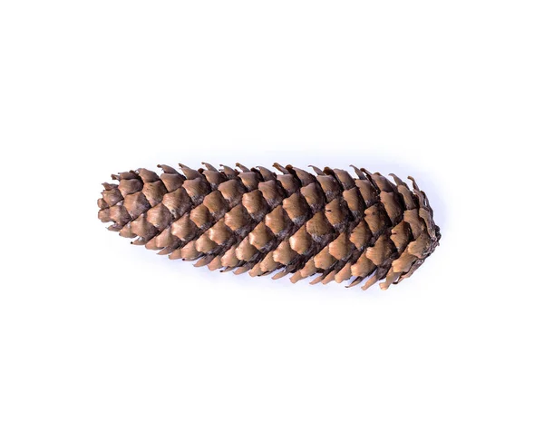 Cone de pinheiro castanho seco — Fotografia de Stock