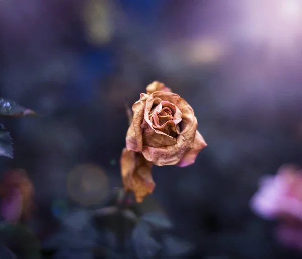 Eine Getrocknete Rose Garten Aus Nächster Nähe — Stockfoto