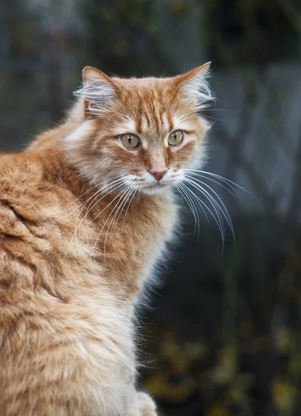 Een rode kat — Stockfoto