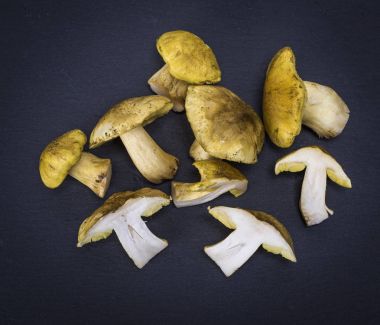 taze orman mantar Tricholoma equestr