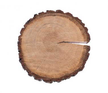 Beyaz arka plan üzerinde izole kesilmiş ağaç gövdesi