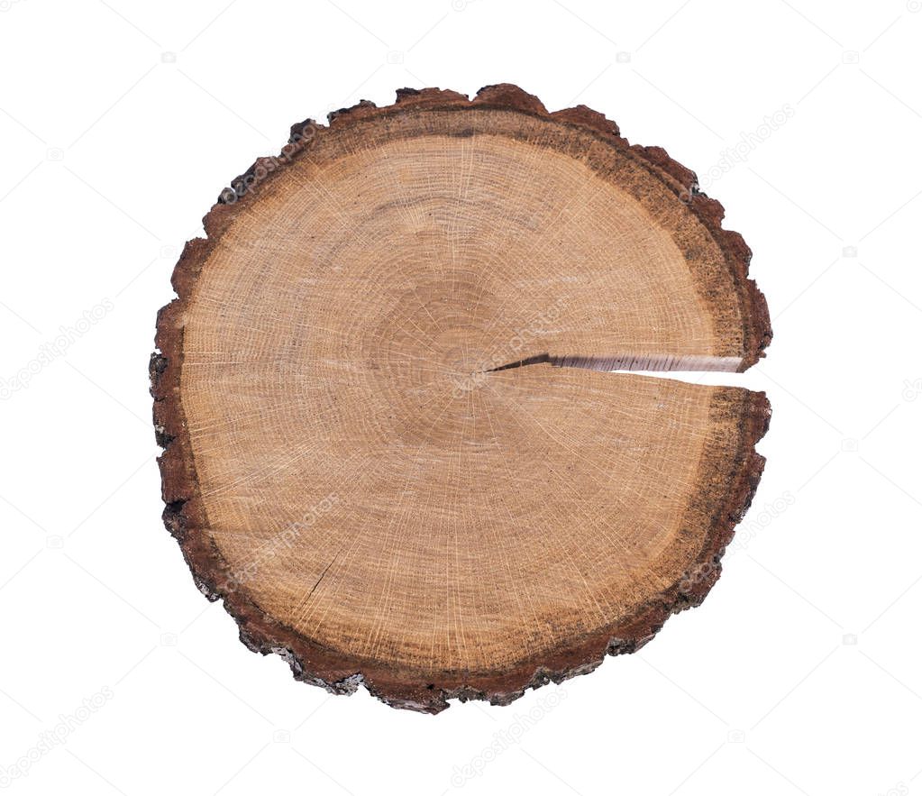 cut tree trunk isolated on white background