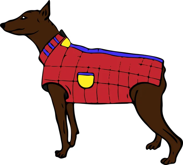 Коричневий доберманський собака в червоній куртці — стоковий вектор
