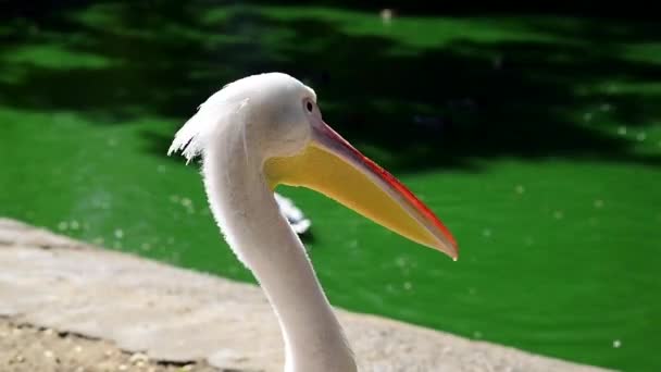 Grande Pelicano Branco Uma Lagoa Verão Uma Visão Traseira — Vídeo de Stock