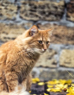 sokakta oturan üzgün kırmızı kedi