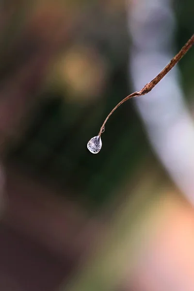 Gota Congelada Ramo Fundo Embaçado — Fotografia de Stock